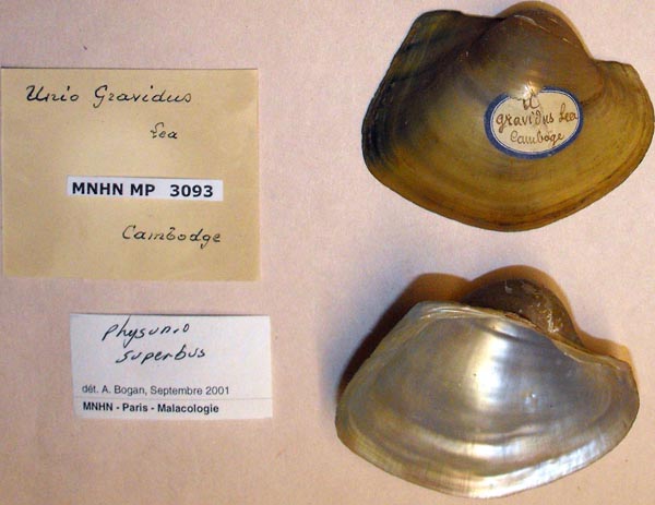 specimen