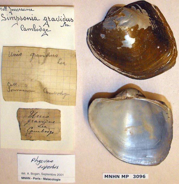 specimen