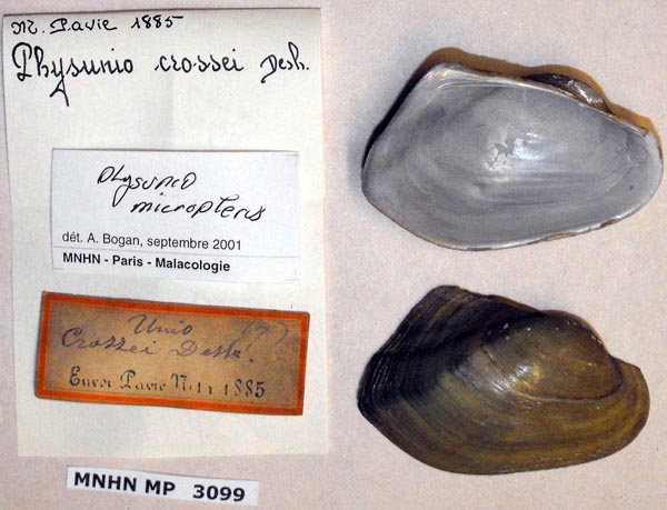 specimen