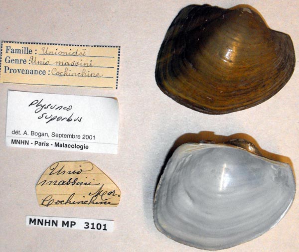 specimen