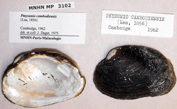 specimen
