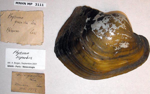specimen