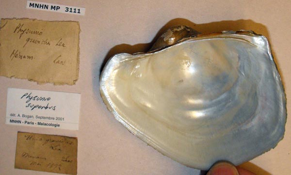 specimen