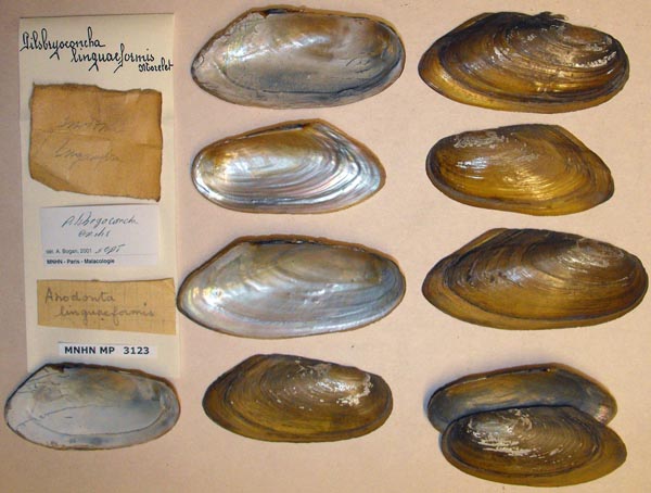 specimen
