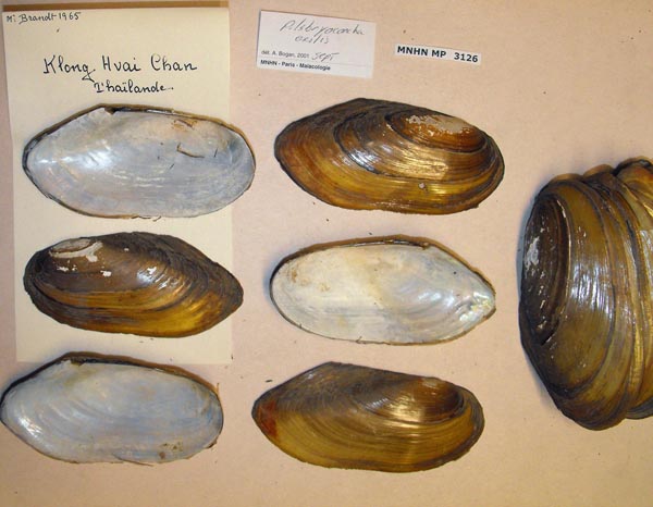 specimen