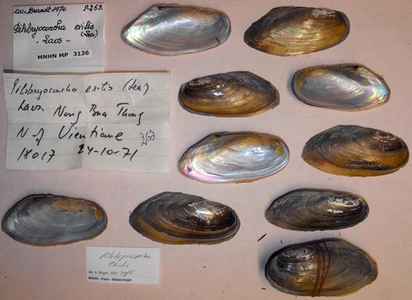specimen