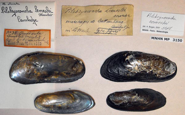 specimen