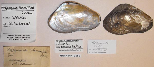 specimen