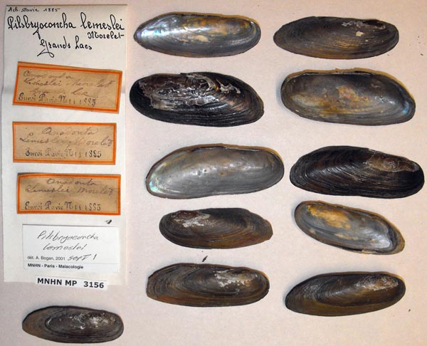 specimen