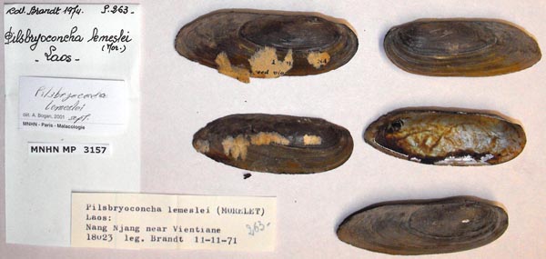 specimen