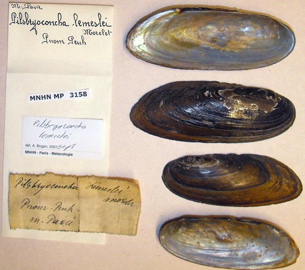 specimen