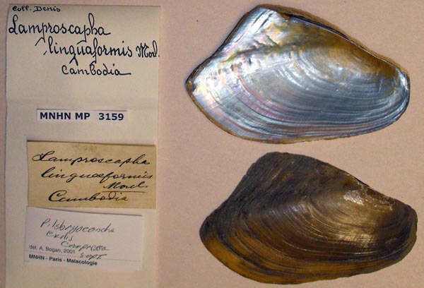 specimen