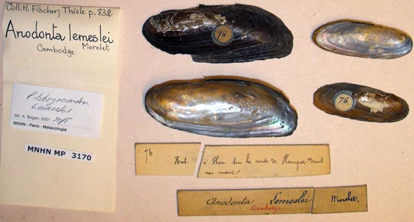 specimen
