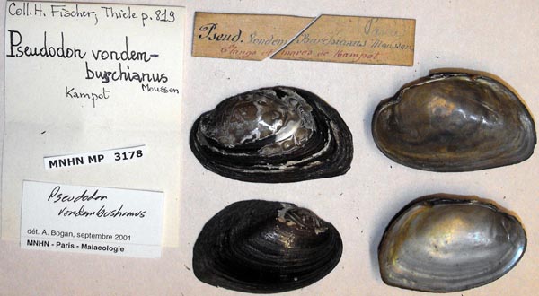 specimen