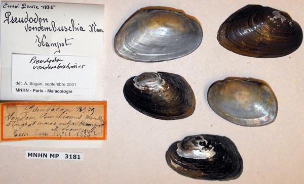 specimen