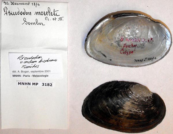 specimen