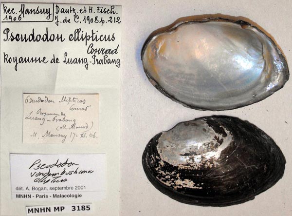 specimen