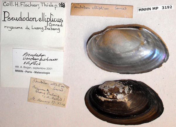 specimen