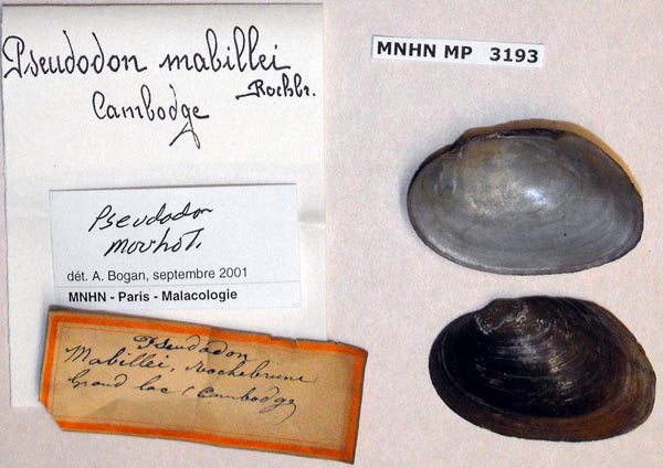 specimen