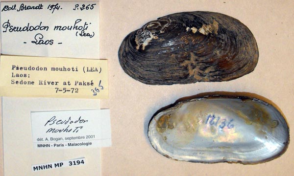 specimen