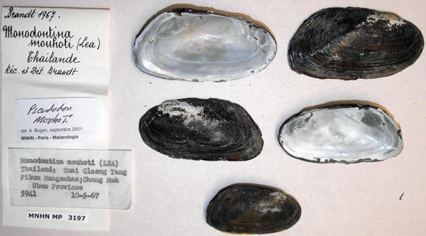 specimen