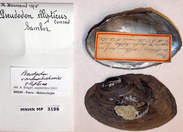 specimen