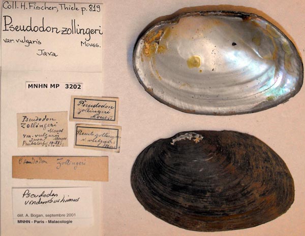 specimen
