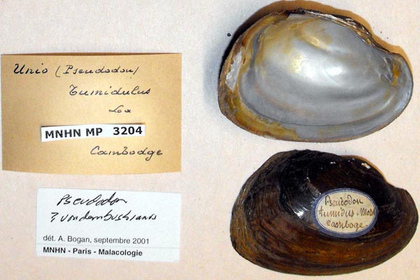 specimen
