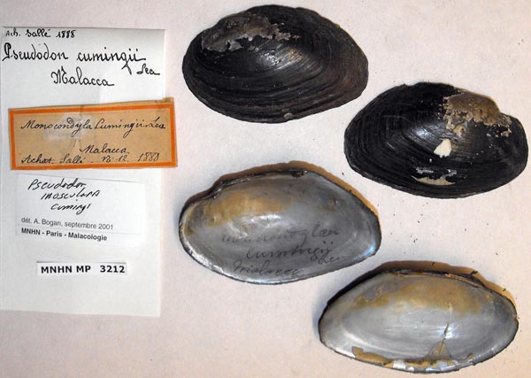 specimen