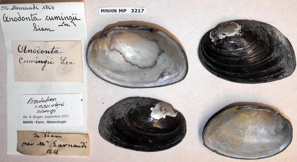 specimen