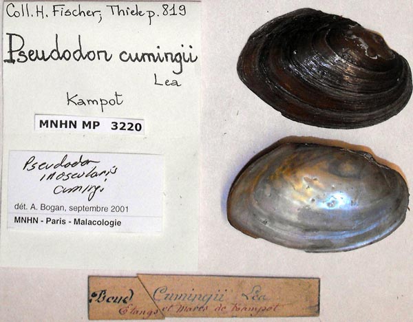 specimen