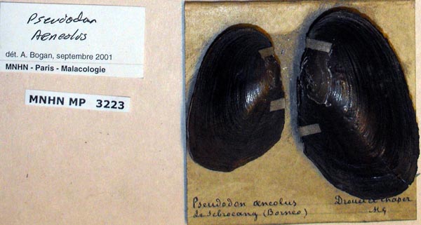 specimen