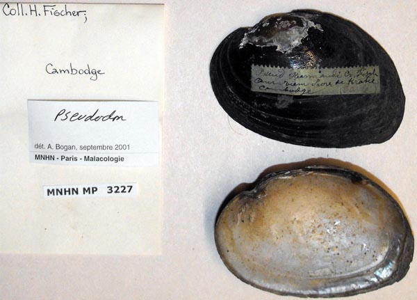 specimen