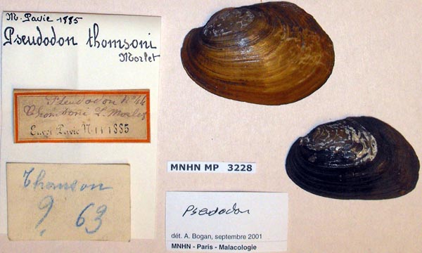 specimen