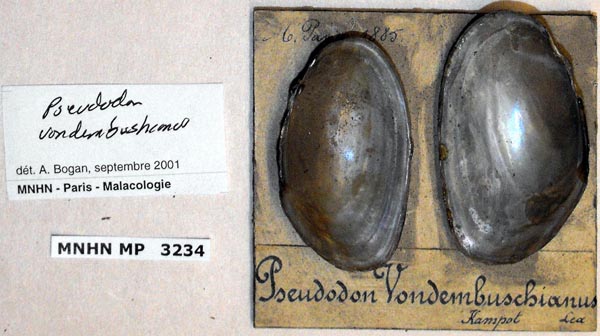 specimen
