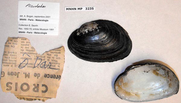 specimen