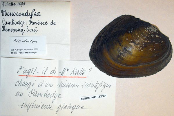 specimen