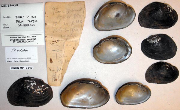 specimen