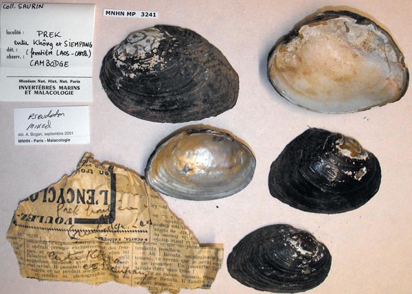 specimen