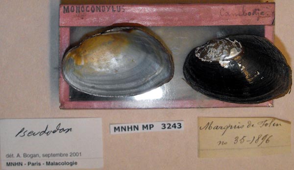 specimen