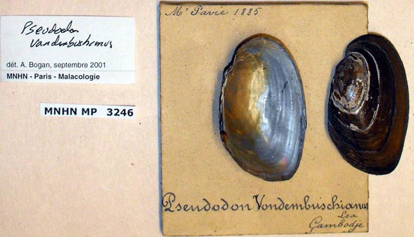 specimen