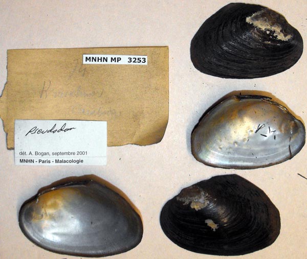 specimen