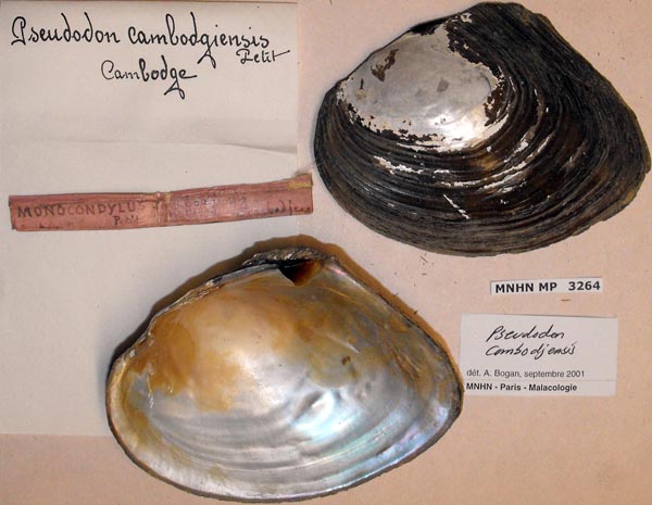 specimen