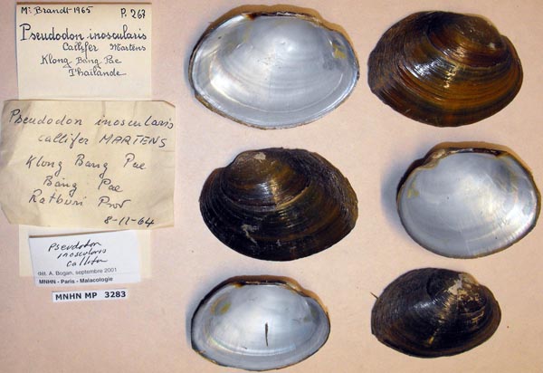 specimen