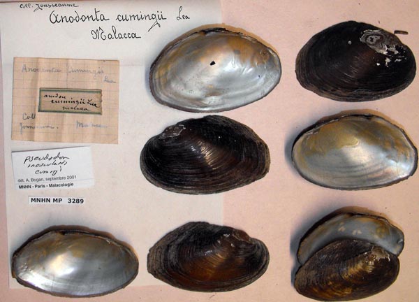 specimen