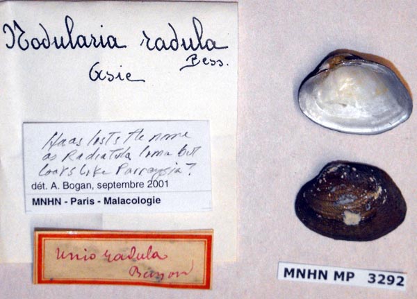 specimen