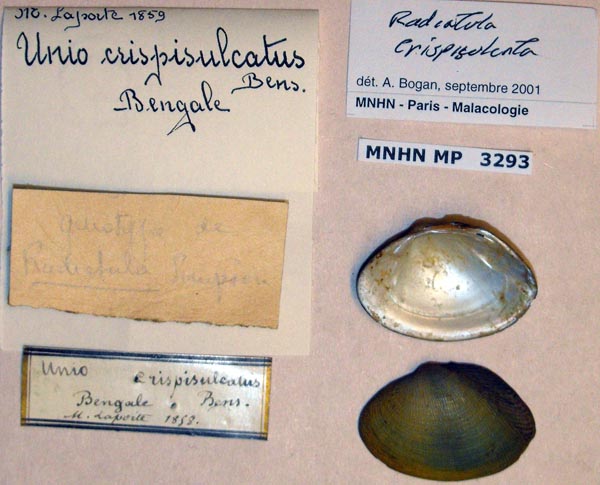 specimen