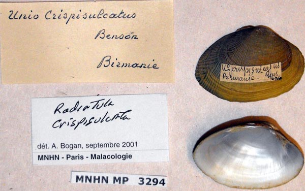 specimen