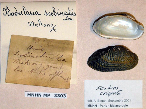 specimen