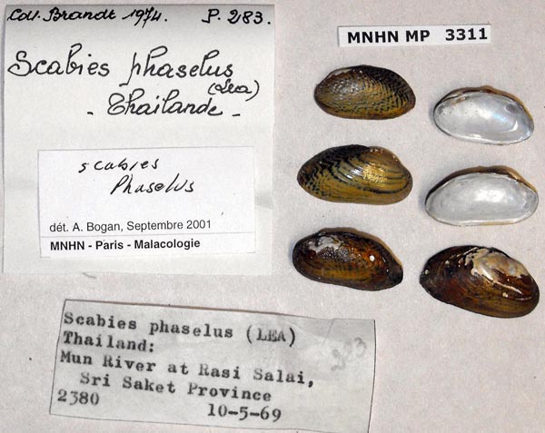 specimen